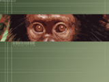 Mac...Monkey