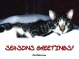 Season's Greetings