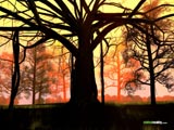 Banyan
