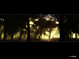 Calatras Forest