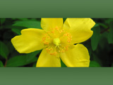 Gul Blomst