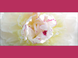 Hvid Blomst