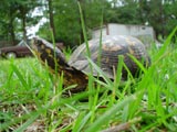 Mister Turtle