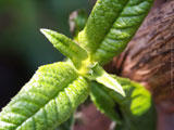 Springbuds 5