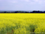 Yellow Field